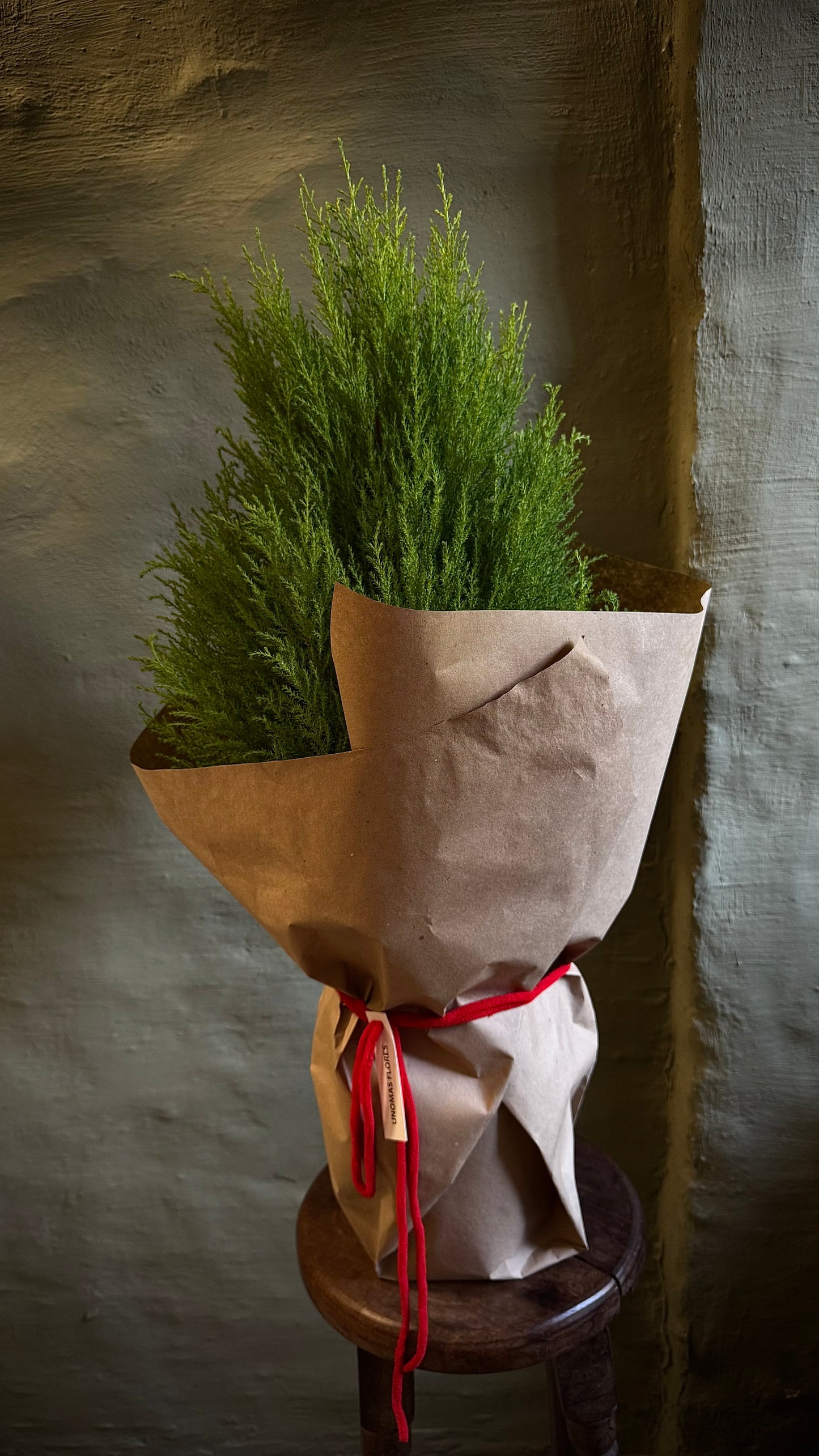 Cypress planted in soil in a cachepot