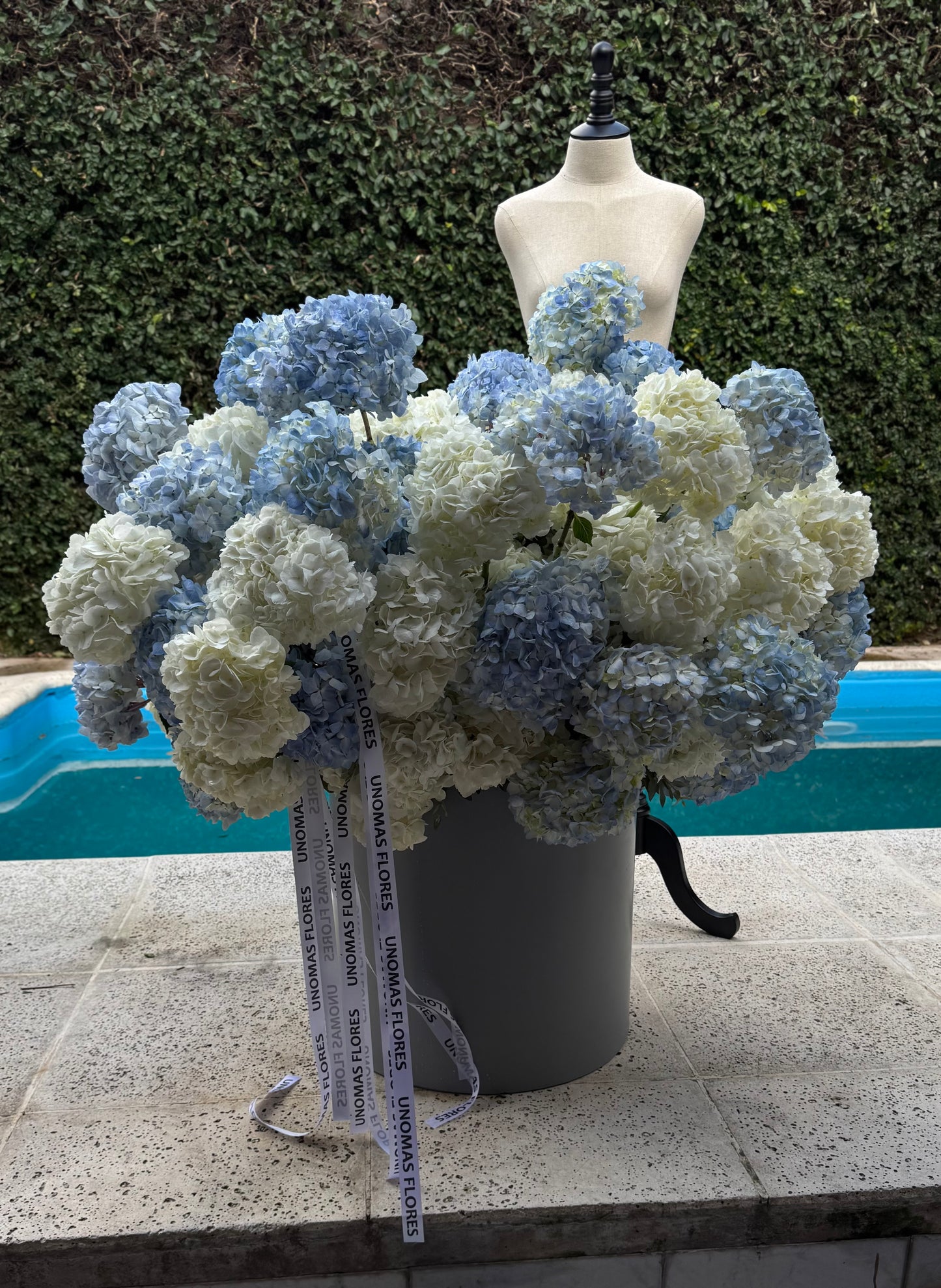 100 hydrangeas in a cachepot