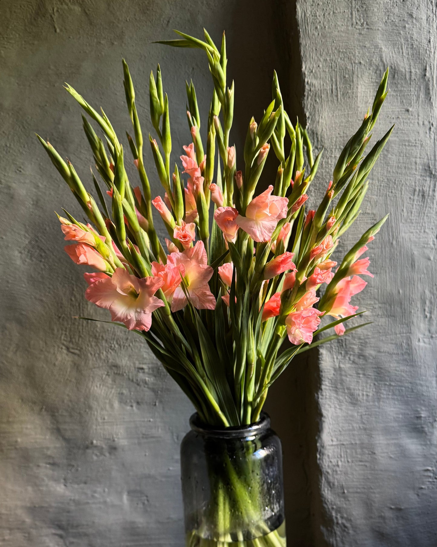Interior flowers - gladioli