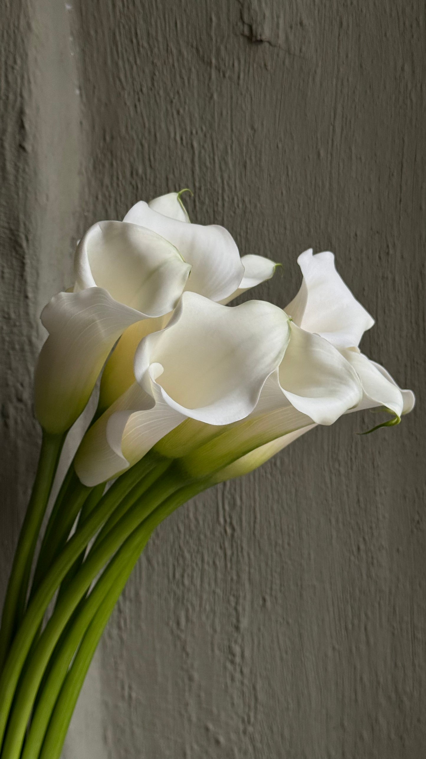 Hand-tied white calla lilies 11 pcs
