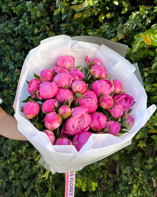 Bouquet of bright pink peonies flowers wrapped in white paper held against a green bush background