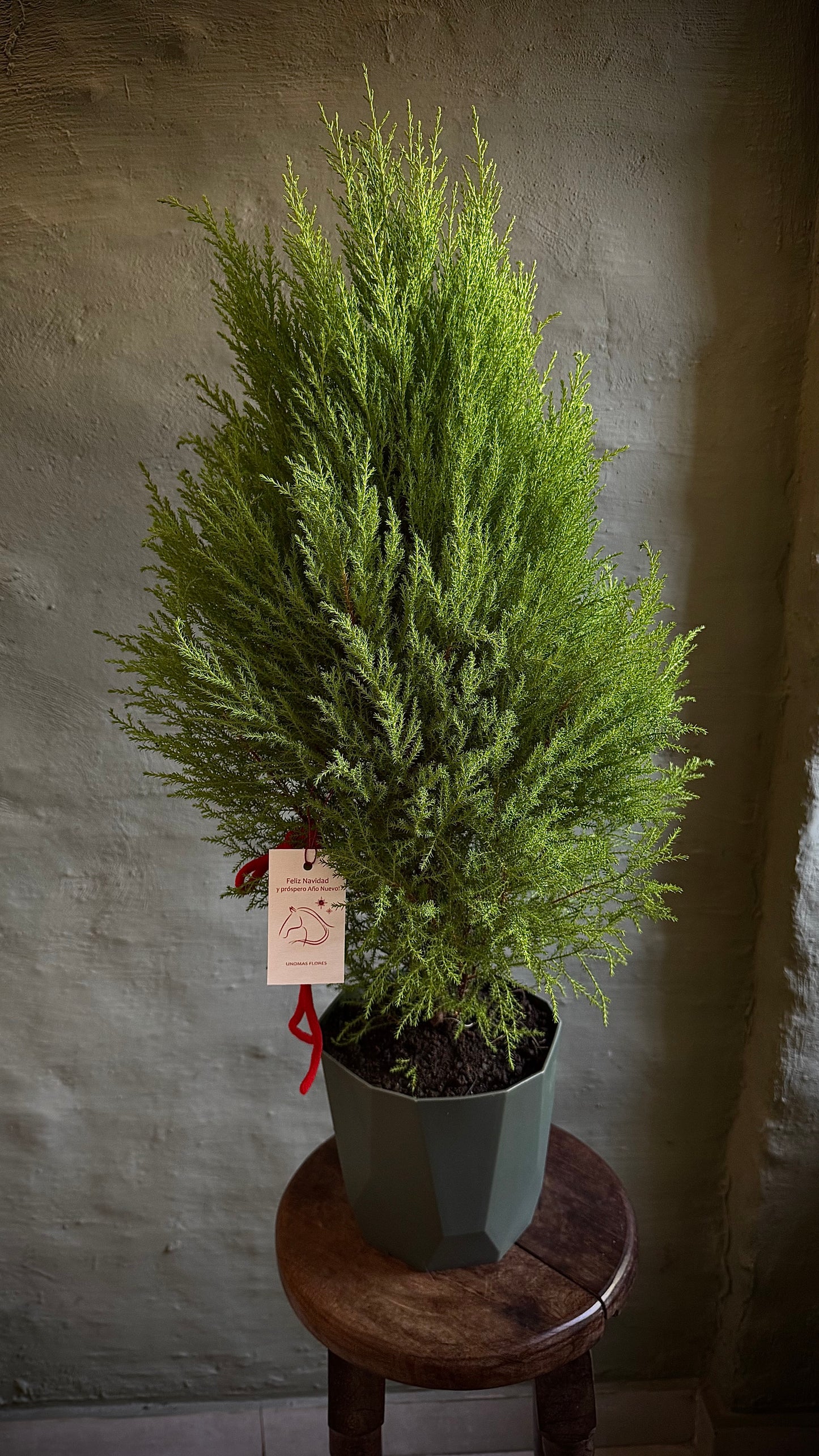 Cypress planted in soil in a cachepot
