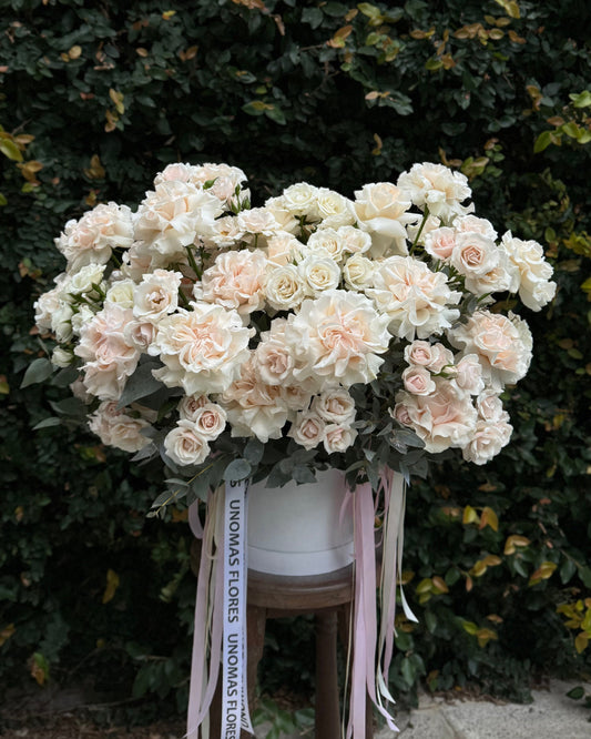 Gran arreglo floral de delicadas rosas ecuatorianas color crema con pétalos hacia atrás y rosas spray en box de terciopelo con elegantes cintas de Unomas Flores, envío a domicilio en Buenos Aires