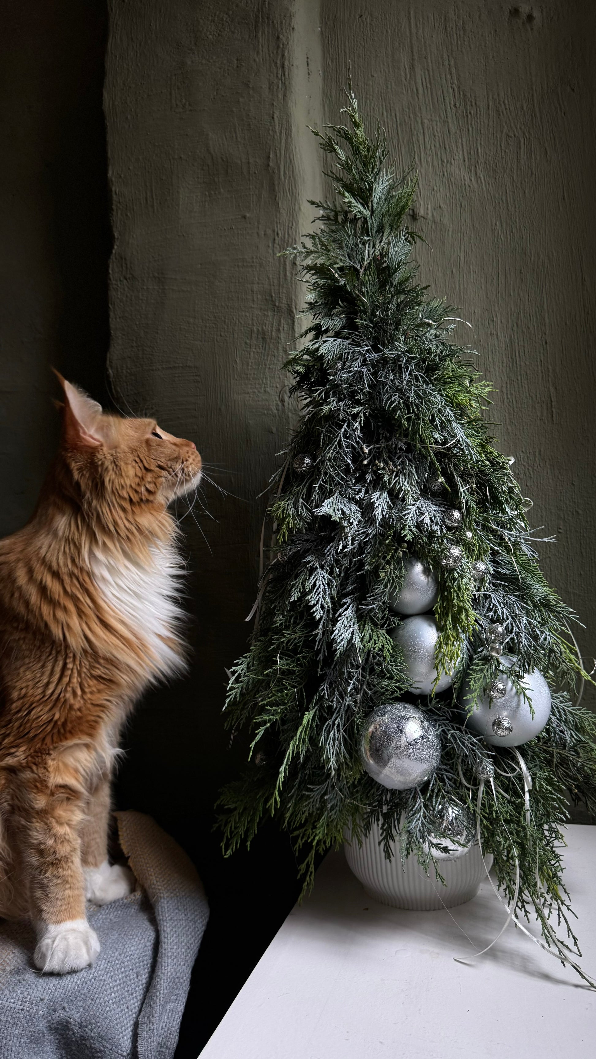 Cat looking at a small decorated Christmas tree with silver ornaments on a neutral background