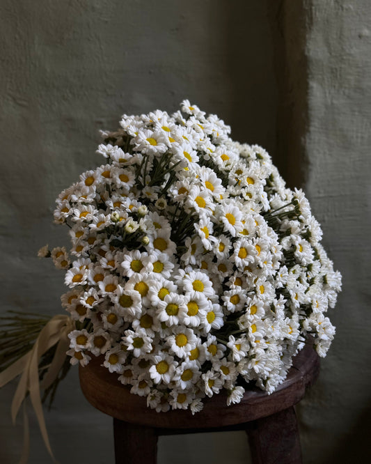 Hand-tied white daisy chrysanthemums small bouquet