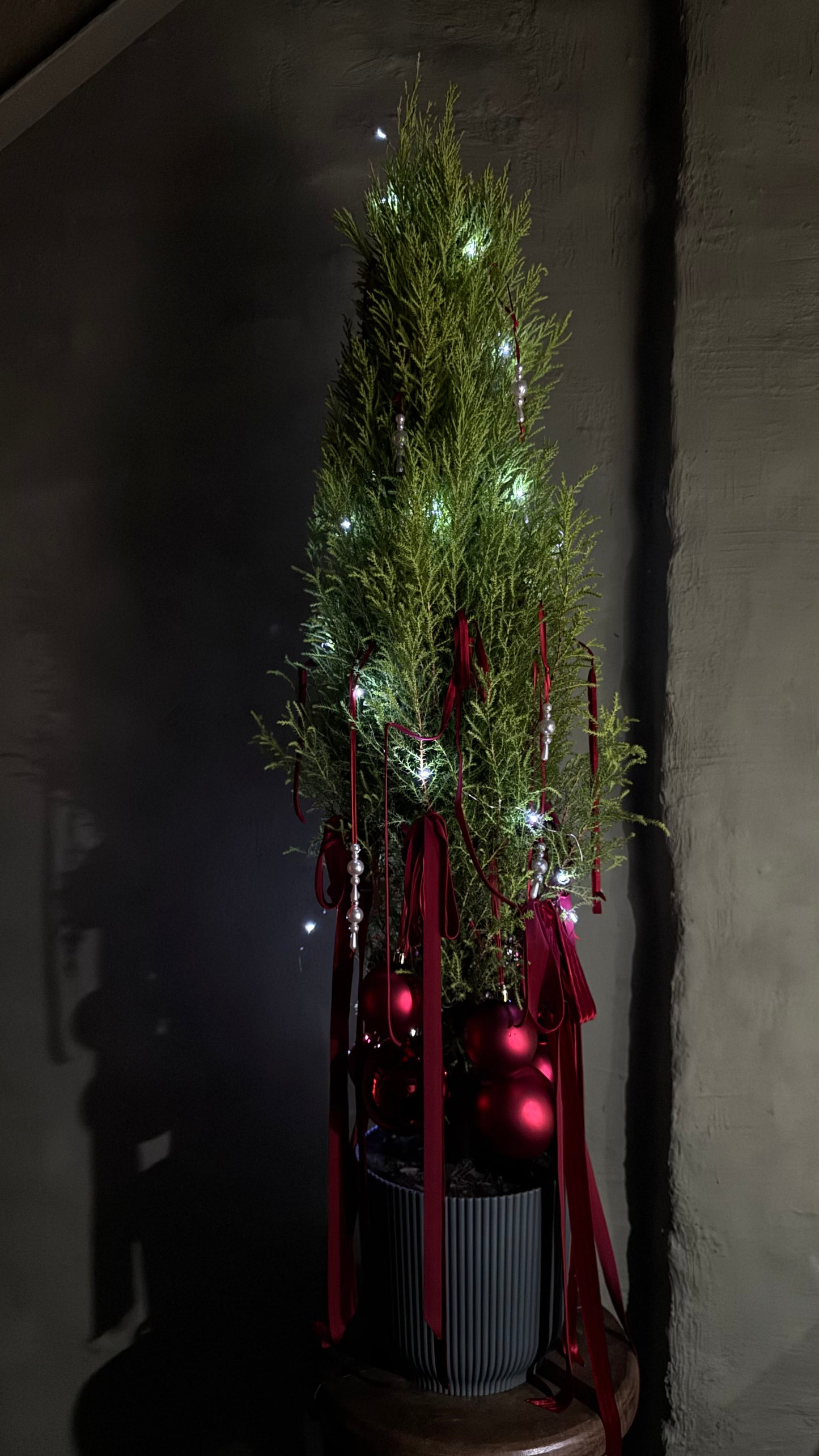 Decorated Christmas tree with white lights & red balls & red ribbons in a gray cachepot
