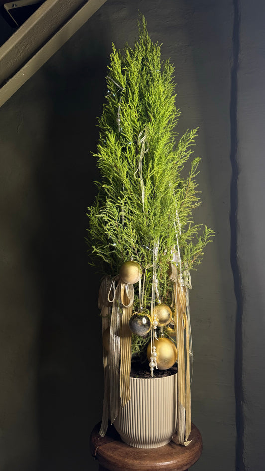Decorative plant in a pot with gold ornaments against a dark background