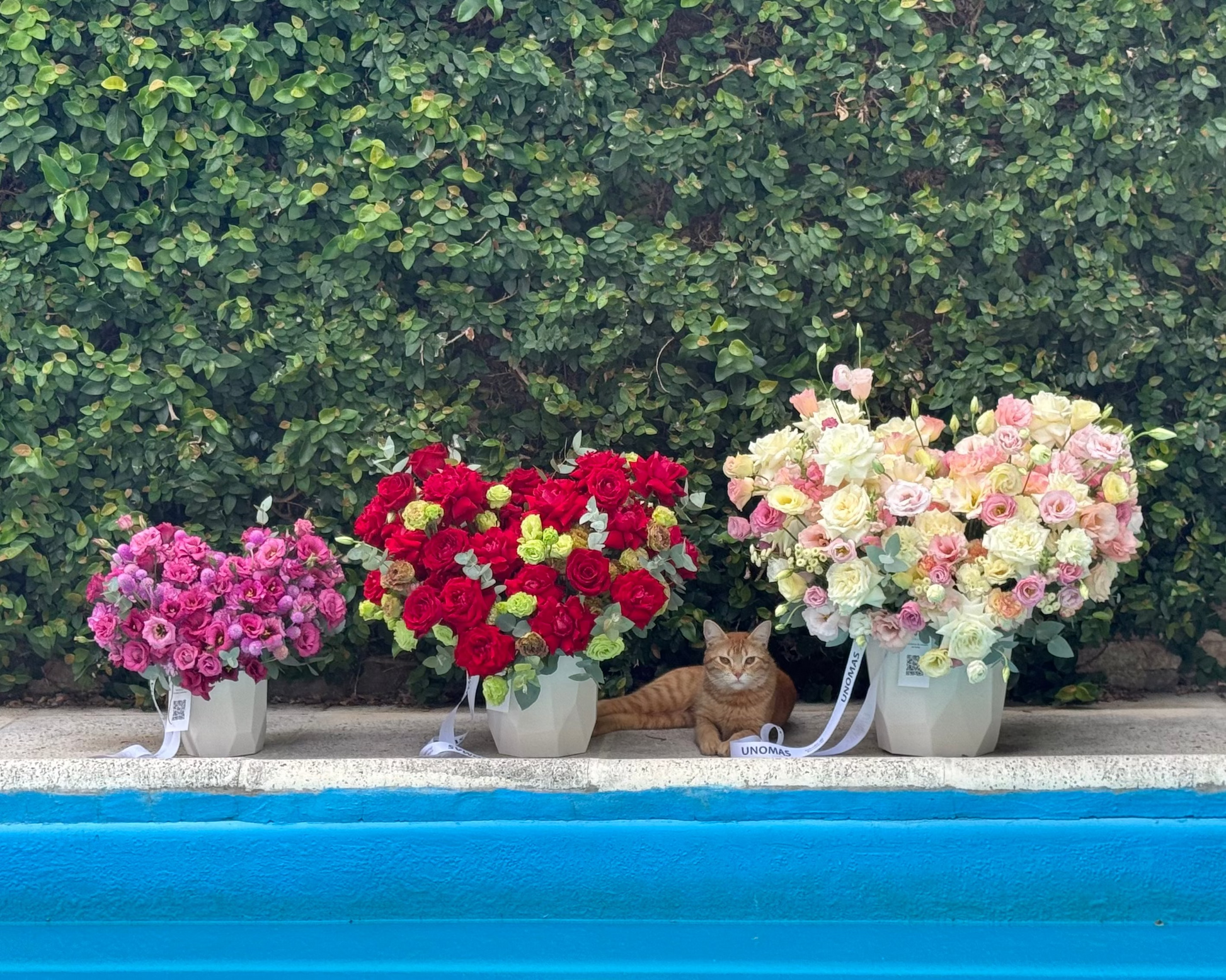 Three flower bouquets in front of a pool with a cat sitting between them, against a green hedge background.