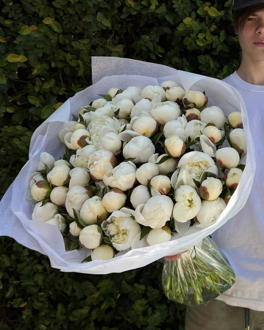 Person holding two bouquets of flowers  peonies white and pink against a green hedge.