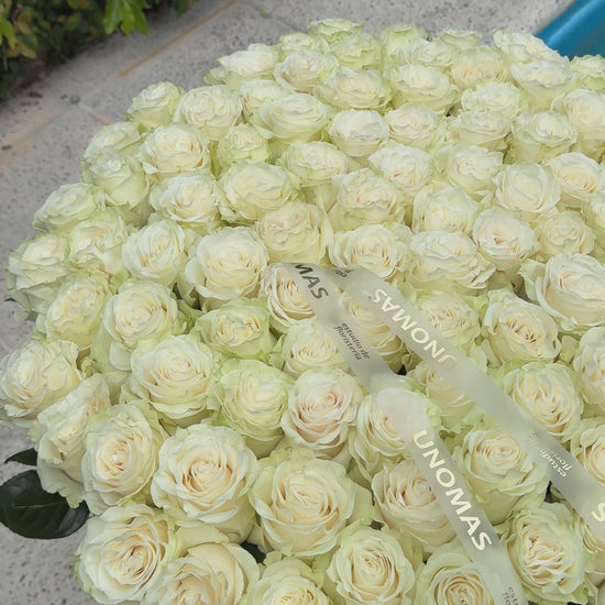 101 rosas blancas 